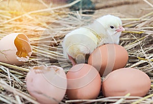 Easter baby chicken with broken eggshell in the straw nest