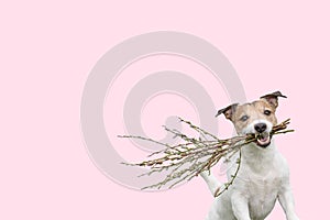 Easter background with happy dog holding in mouth bouquet made of pussy willow twigs with catkins