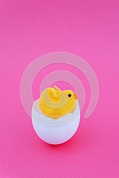 Easter background. The little yellow chicken hatched and and sits in an egg-shell