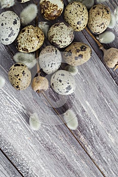 Easter background quail eggs catkins wooden table