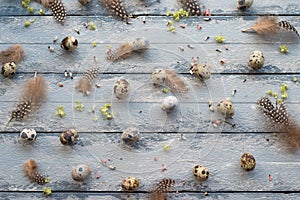 Easter background, quail eggs, feathers and yellow chrysanthemum over wooden background