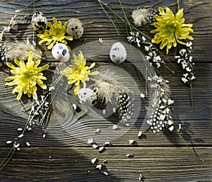 Easter background, quail eggs and yellow chrysanthemum over wooden background