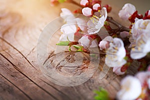 Easter background. Spring blossoming apricot tree flowers