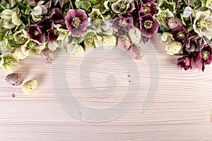 Easter background with spring flowers of hellebore lenten roses over light wood. Top view, copy space