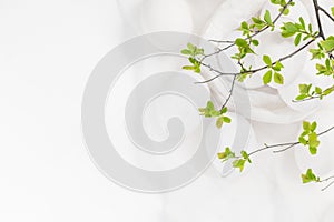 Easter background white eggs green twigs