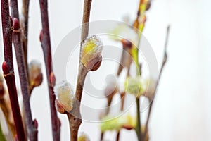 Easter background with willow twigs during flowering