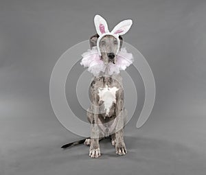 Easter ballerina puppy costume