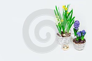 Easter banner. Beautiful yellow daffodils with blue hyacinths in baskets and a decorative hay nest with quail eggs