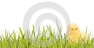 Easter banner with spring grass and baby chicken