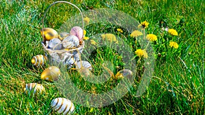 Easter basket eggs. Golden egg with yellow spring flowers in celebration basket on green grass background. Traditional decoration