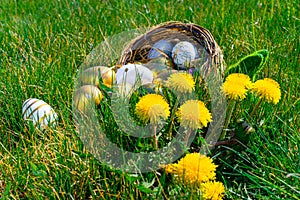 Easter basket eggs. Golden egg with yellow spring flowers in celebration basket on green grass background. Traditional decoration