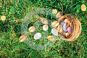 Easter basket eggs. Golden egg with yellow spring flowers in celebration basket on green grass background. Traditional decoration