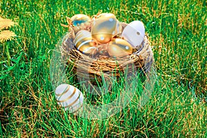 Easter basket eggs. Golden egg with yellow spring flowers in celebration basket on green grass background. Traditional decoration