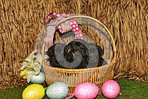 Easter basket full of black labrador puppies