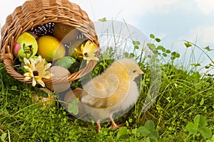 Easter basket with yellow chick