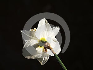 Easter bell as a plant, narcissus, daffodil,leaves in background, look the backside
