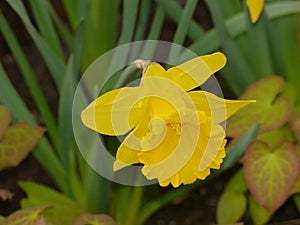 Easter bell as a plant, narcissus, daffodil,leaves in background, look in the inner