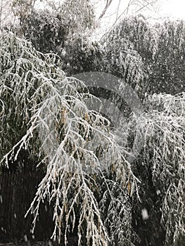 Nor`easter blizzard of the century