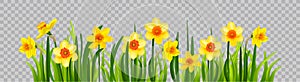 Isolated Easter blossom banner with daffodils photo