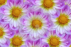 Easter Bonnet Flowers