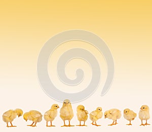 Easter border with chicks