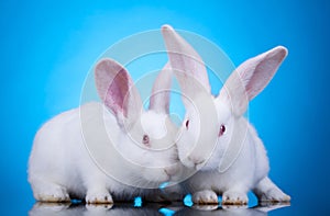 Pascua de resurrección conejitos 