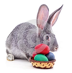 Easter bunnies with colored eggs