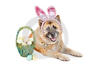 Easter Bunny Akita Dog