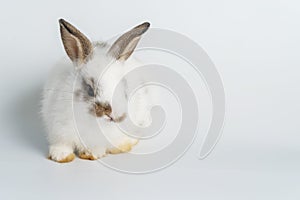 Easter bunny animal concept. Adorable newborn baby white brown rabbit bunnies looking at something while sitting over isolated