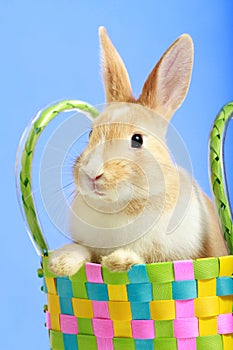 Easter bunny in a basket