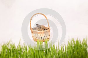 Easter bunny in a basket behind green spring grass