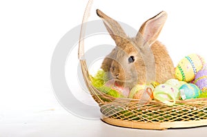 Easter bunny with basket and eggs