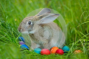 Easter bunny with a basket of eggs on spring flowers background.