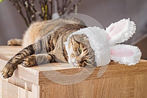 Easter bunny cat in bunny ears lying on the bedside table.