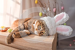 Easter bunny cat in bunny ears lying on the bedside table.