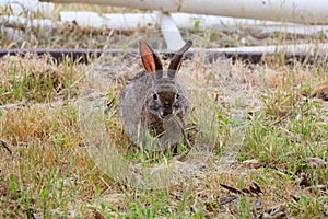 California Wildlife Series - Desert Cottontail Rabbit - Sylvilagus audubonii photo