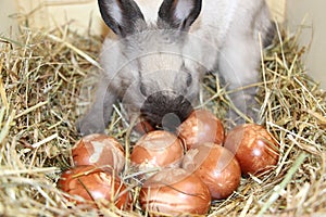 Easter bunny close up protecting and traditional Easter eggs reddened with traces of parsley leaf