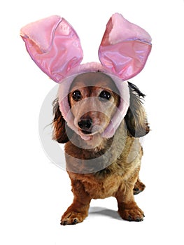 Easter bunny dachshund.