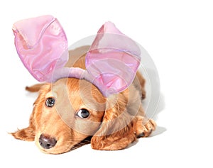 Easter bunny dachshund