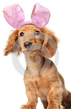 Easter bunny dachshund