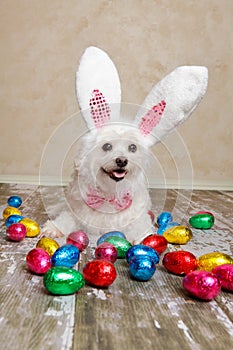 Easter bunny dog with chocolate easter eggs