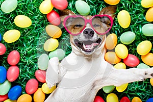 Easter bunny dog with eggs selfie