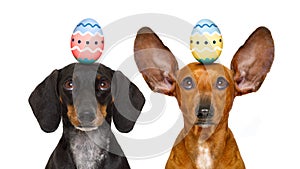 Easter bunny dogs with egg