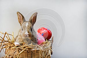 Easter bunny and Easter eggs on gray background Colorful eggs in the nest basket and little rabbit sitting