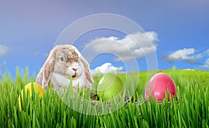 Easter bunny and Easter eggs on green grass