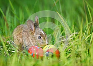 Easter bunny and Easter eggs on green grass outdoor / Little brown rabbit sitting