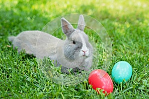 Easter bunny and Easter eggs on spring green grass. Cute rabbit