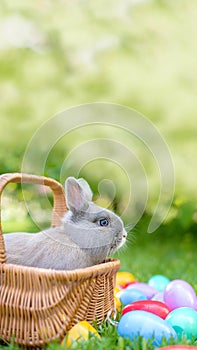 Easter bunny and Easter eggs on spring green grass. Cute rabbit