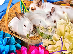 Easter bunny and egg. Group rabbit among spring holiday flowers.