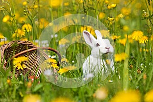 Easter bunny with Eggs in basket